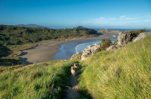 Walking the dogs at Castlepoint
