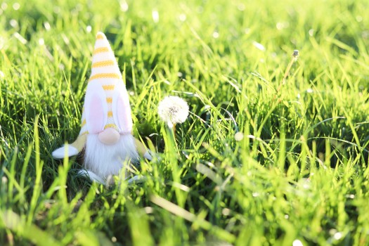 Easter gnome next to a dandelion