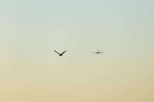 Plane and bird in the evening sky