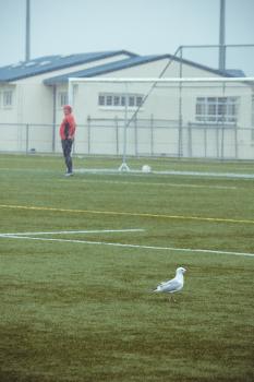 Seagull in the rain on football field - Sports Zone sunday league