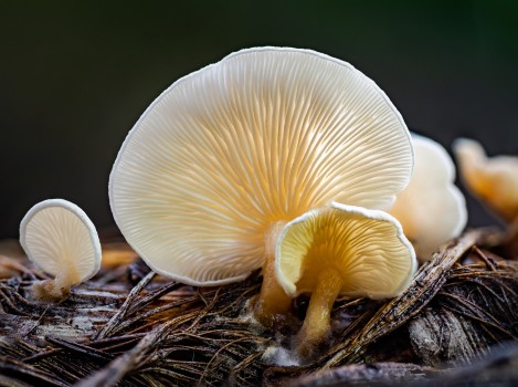 Conchomyces Bursiformis Mushroom