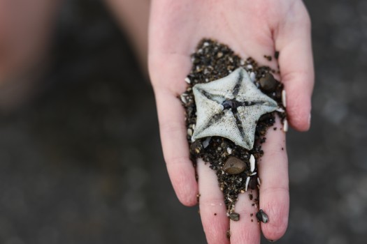 Hand holding starfish and dirt bokeh