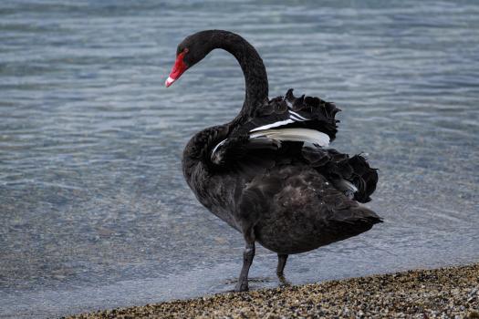 Black swan,  Lake Tarawera