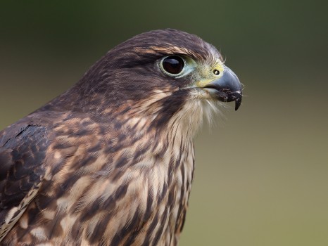 Portrait of a New Zealand Falcon (Karearea)