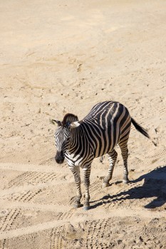 Zebra at Auckland ZOO