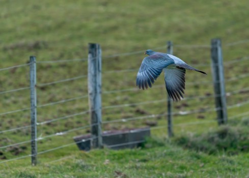 Parea - Chatham Island pigeon mid flight