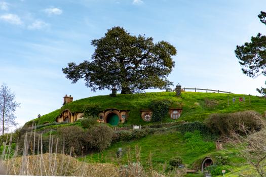 Hobbiton tree on top of the hill