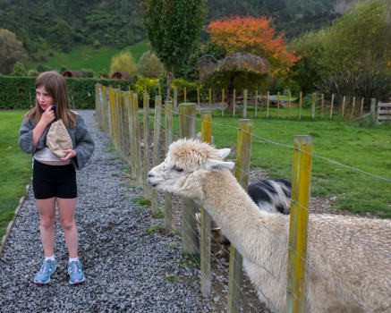 Young girl with alpaca
