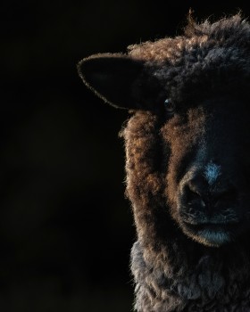 Sunset sheep (Oxford Down)