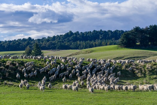 Sheep Central Plateau