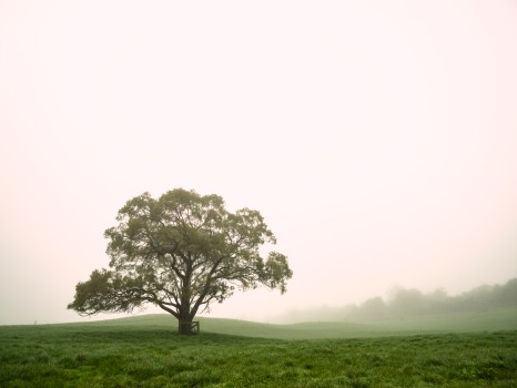 Solo Tree Fog Mist Field