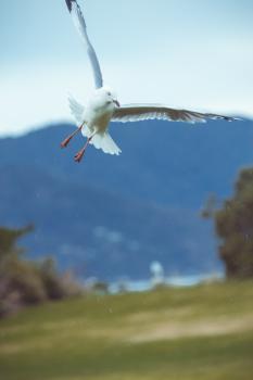 White seagull airborne at low altitude