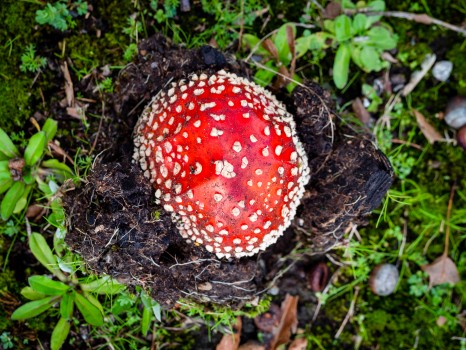 Mushroom Toadstool Breaking Earth