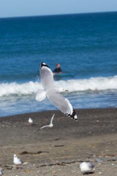 Flying seagull and surfer