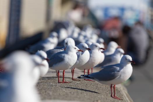Waiting seagulls