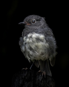 A posing South Island Robin