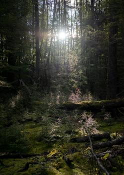 Lothlorien forest