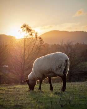 Sheep Grazing Field Golden Light