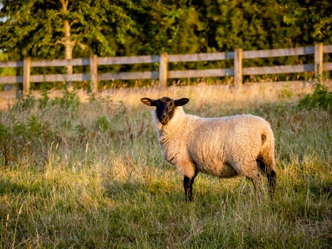 Black Headed Suffolk Sheep Golden Light