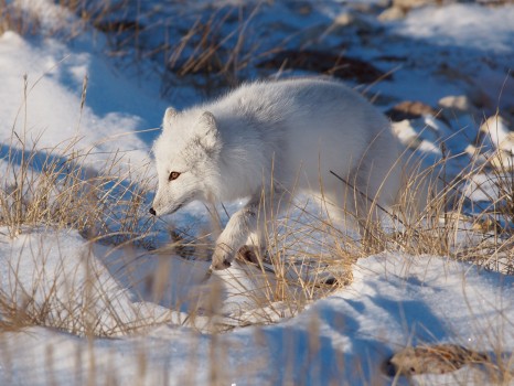 Arctic Fox hunting on the Tundra