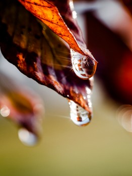 Autumn Leaves Water Droplets