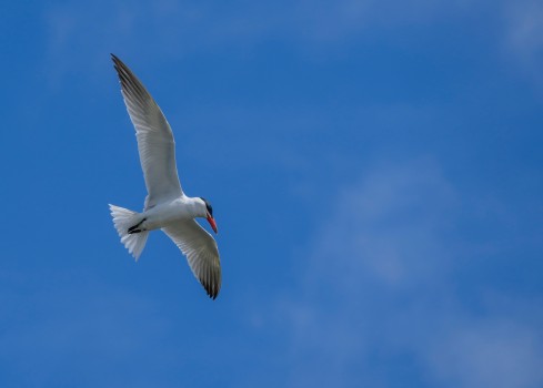 Taranui or Caspian tern in flight