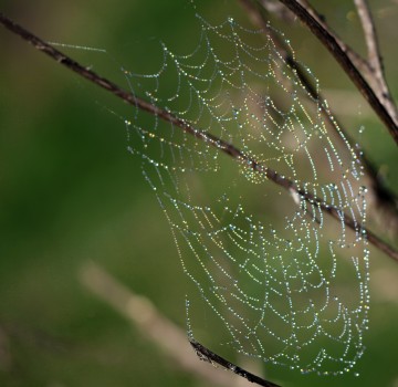 Dewdrops glistening on a spiderweb