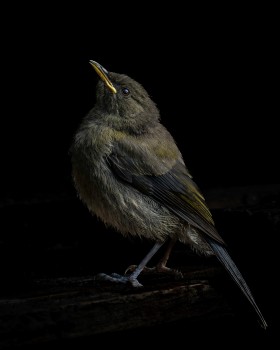 Juvenile Bellbird