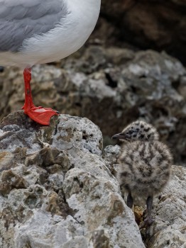   Red-billed Gull with chick 
