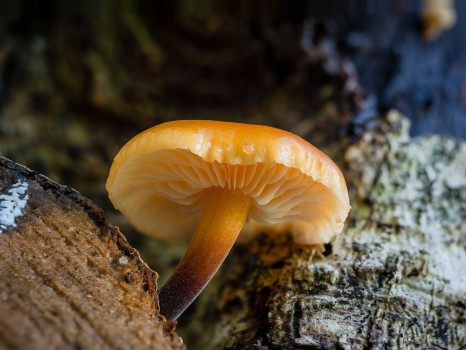 Velvet Foot Mushroom