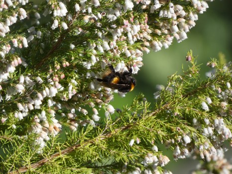 Bumblebee on heath