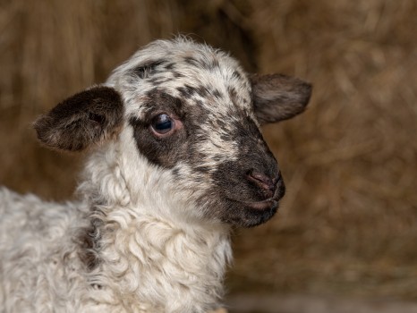 Lamb portrait