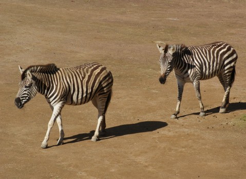 Zebras at Auckand Zoo