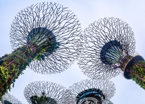 The Super Tree Grove, Gardens by the Bay