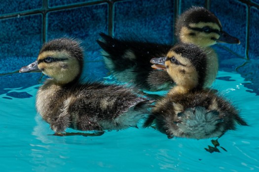 Ducklings swimming lessons