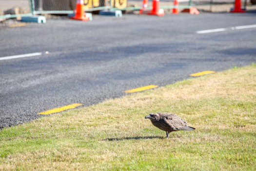 Brown skua bird walking on the grass