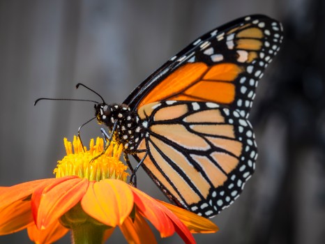 Monarch Butterfly Feeding Sunflower