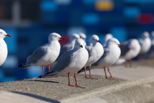 Lyall Bay's seagulls