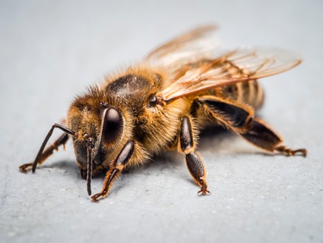 Resting Worker Honey Bee