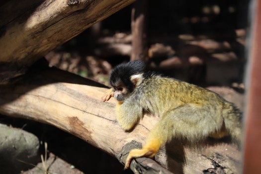 Squirrel monkey basking in the sun