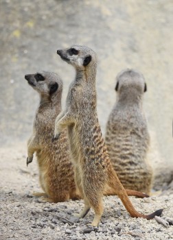 Meerkat trio