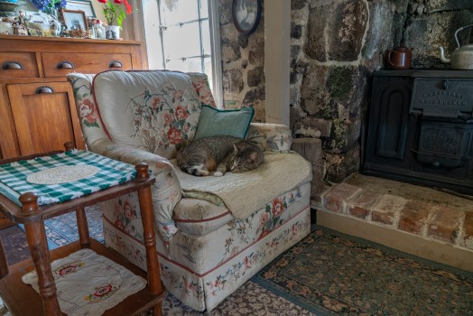 Cat on chair at Stone Cottage, Chatham Island
