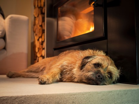 Dog resting warm Fire