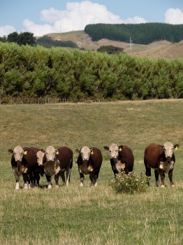 A line-up of inquisitive Hereford Bulls