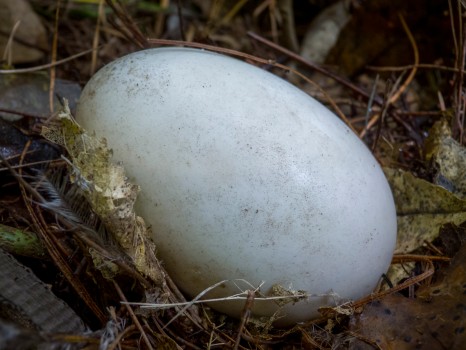 Kiwi pukupuku egg nestled in leaf litter