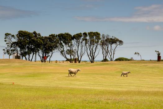 Golfing sheep