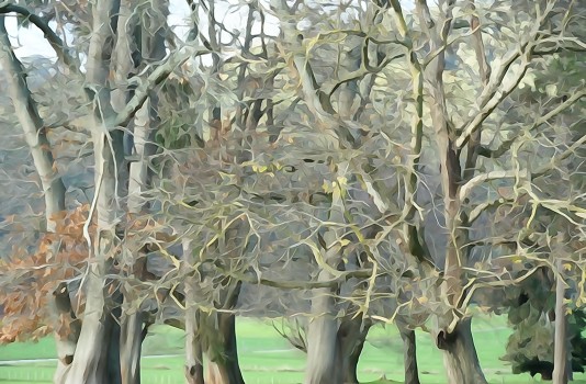 tree abstract 