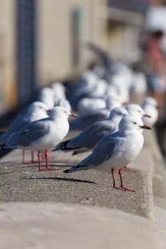 A platoon of seagulls