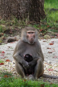 Baboon with its baby