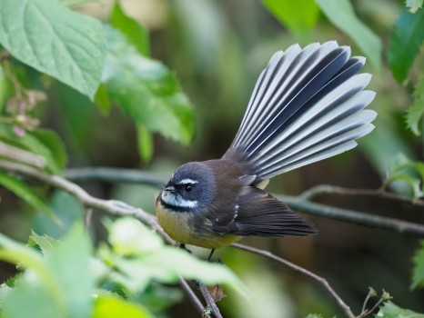 Piwakawaka (New Zealand Fantail)